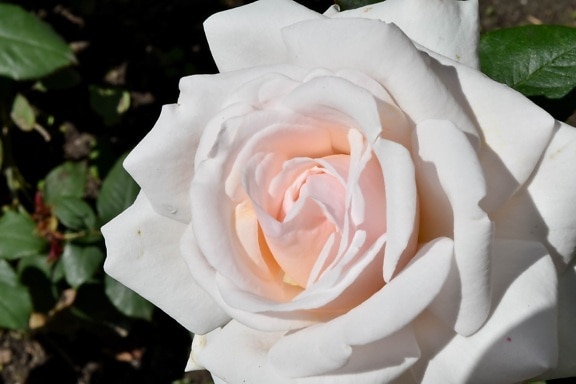 roses, white flower, rose, flower, petals, shrub, plant, flora, nature, blooming