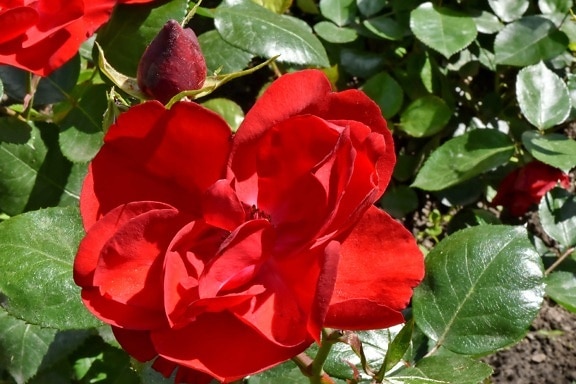 όμορφα λουλούδια, κόκκινο, τριαντάφυλλα, Κήπος, φύλλο, τριαντάφυλλο, φύση, θάμνος, χλωρίδα, λουλούδι