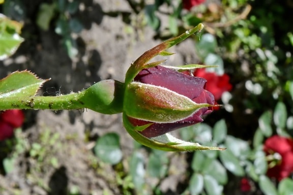 detail, insect, leaf, bud, flower, rose, nature, flora, outdoors, garden