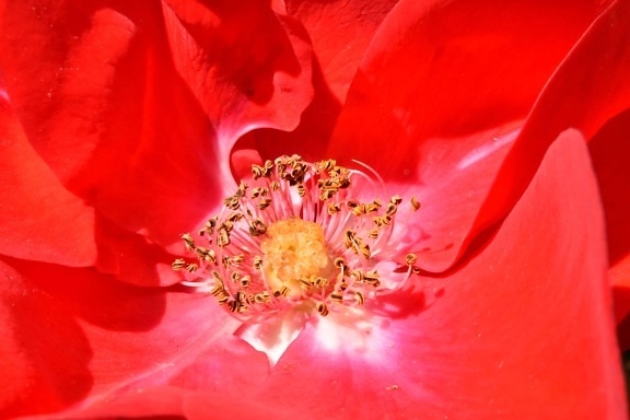 pistil, pollen, red, rose, flower, petal, plant, blossom, shrub, nature
