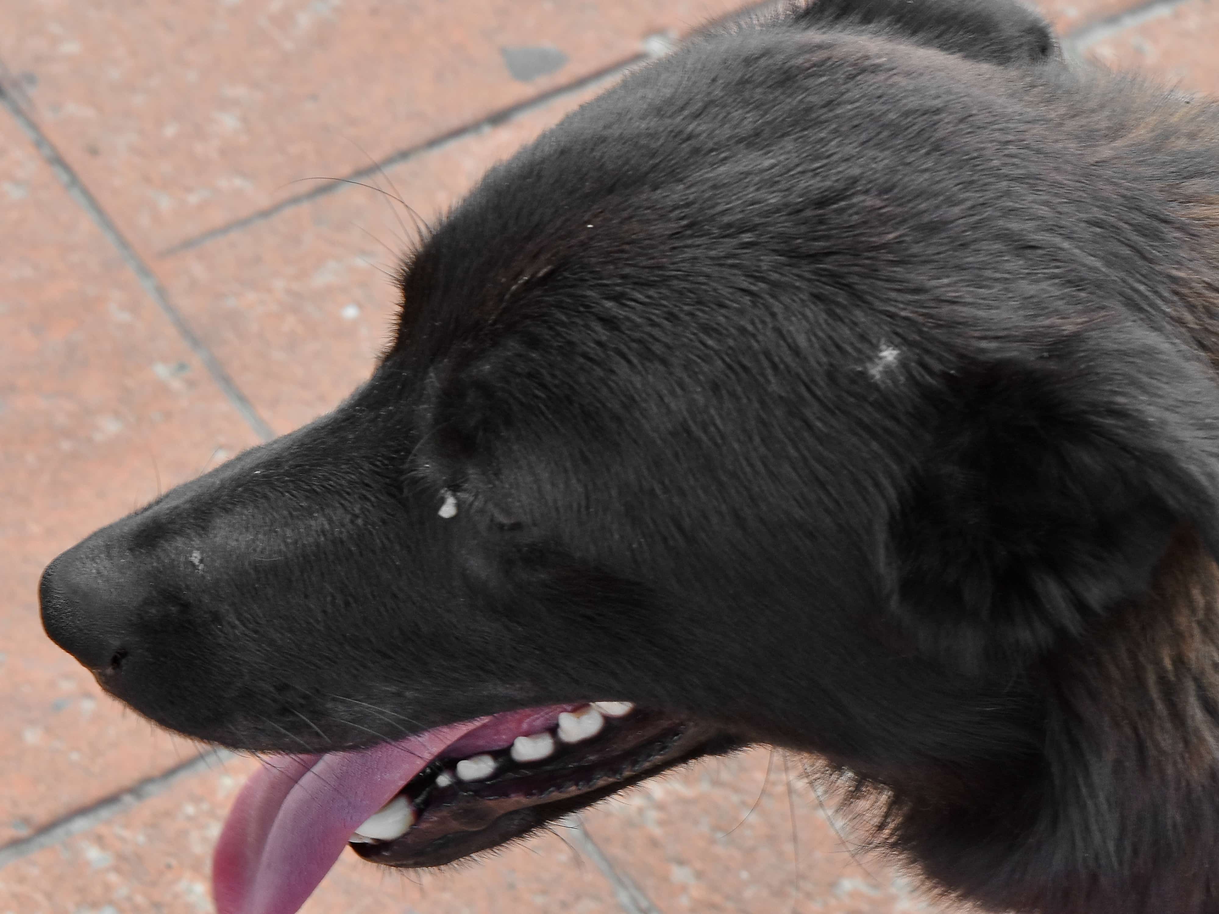 フリー写真画像 横から見た図 歯 舌 狩猟犬 犬 ペット 犬 かわいい 動物 縦方向