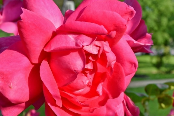 details, ecology, petals, pink, rose, plant, romance, flower, nature, shrub