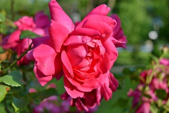 ботаническа, цветна градина, стволови, Роза, растителна, храст, розово, цвят, цвете, венчелистче