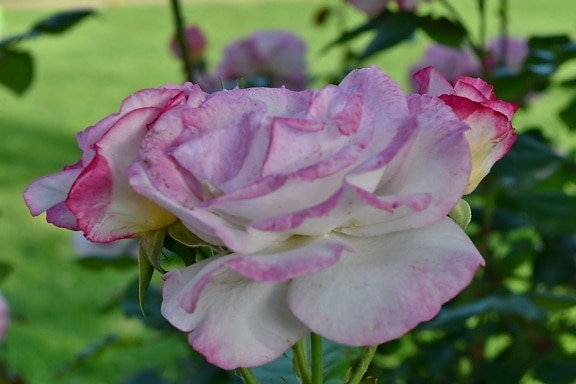 pink, roses, nature, garden, flower, blooming, rose, plant, petal, shrub