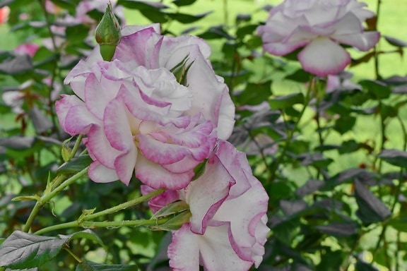 rosado, arbusto, flora, flor, hoja, naturaleza, color de rosa, planta, florece, Jardín
