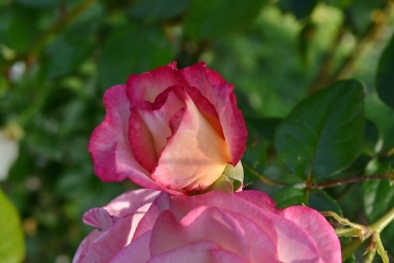 цветочный сад, розовый, Природа, завод, Роза, цветок, сад, Кустарник, лист, Флора