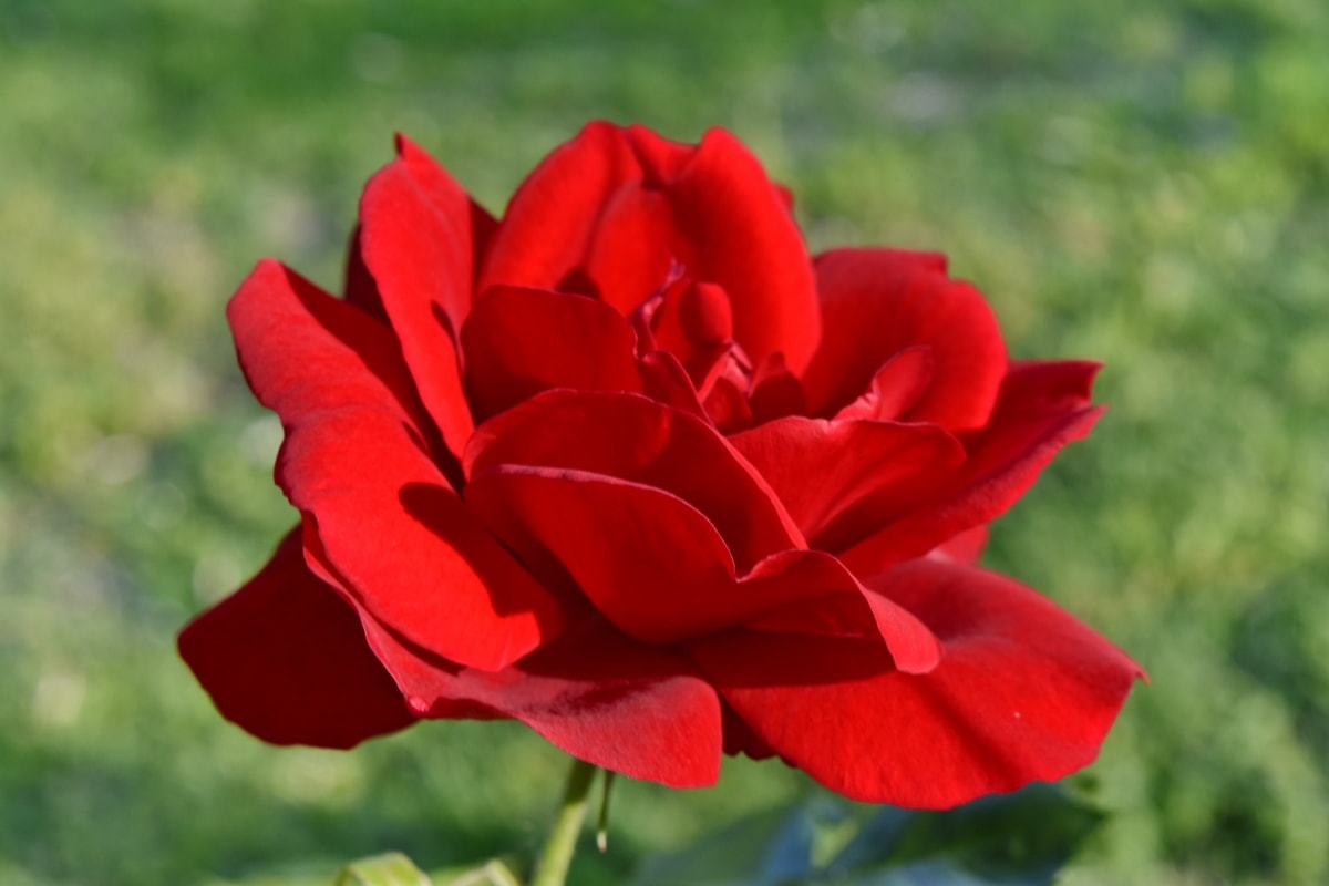 красивые цветы, красный, Роза, цвести, цветок, цветение, завод, Лепесток, Природа, сад