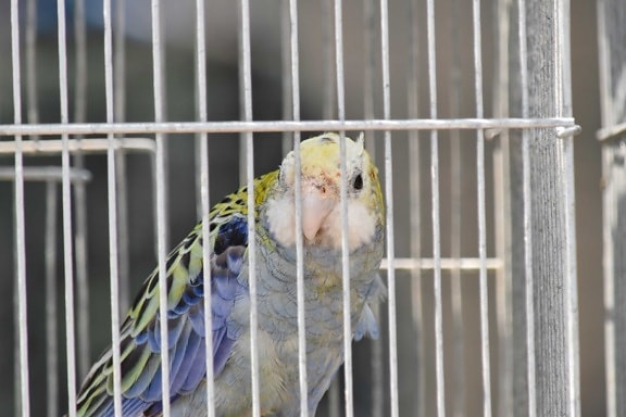 parrot, beak, animal, bird, cage, parakeet, feather, fence, nature, outdoors