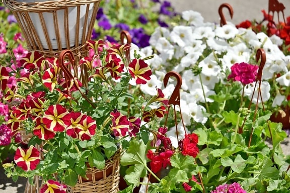 wicker basket, garden, plant, pink, flower, flora, summer, nature, flowers, leaf