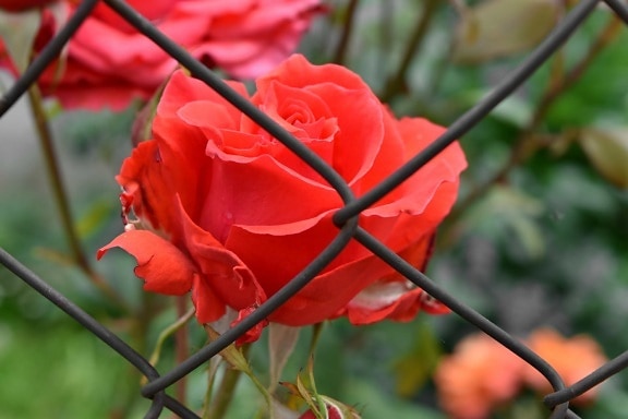 fence, flower garden, iron, rose, flower, barrier, nature, plant, leaf, garden