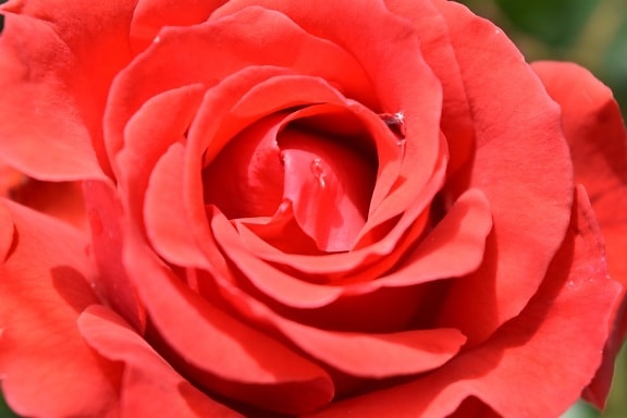 dew, petals, rain, red, rose, affection, romance, flower, petal, blooming
