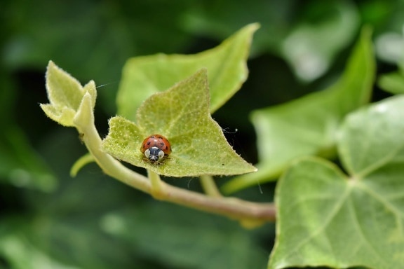 insect, bug, leaf, nature, ladybug, beetle, arthropod, flora, garden, biology