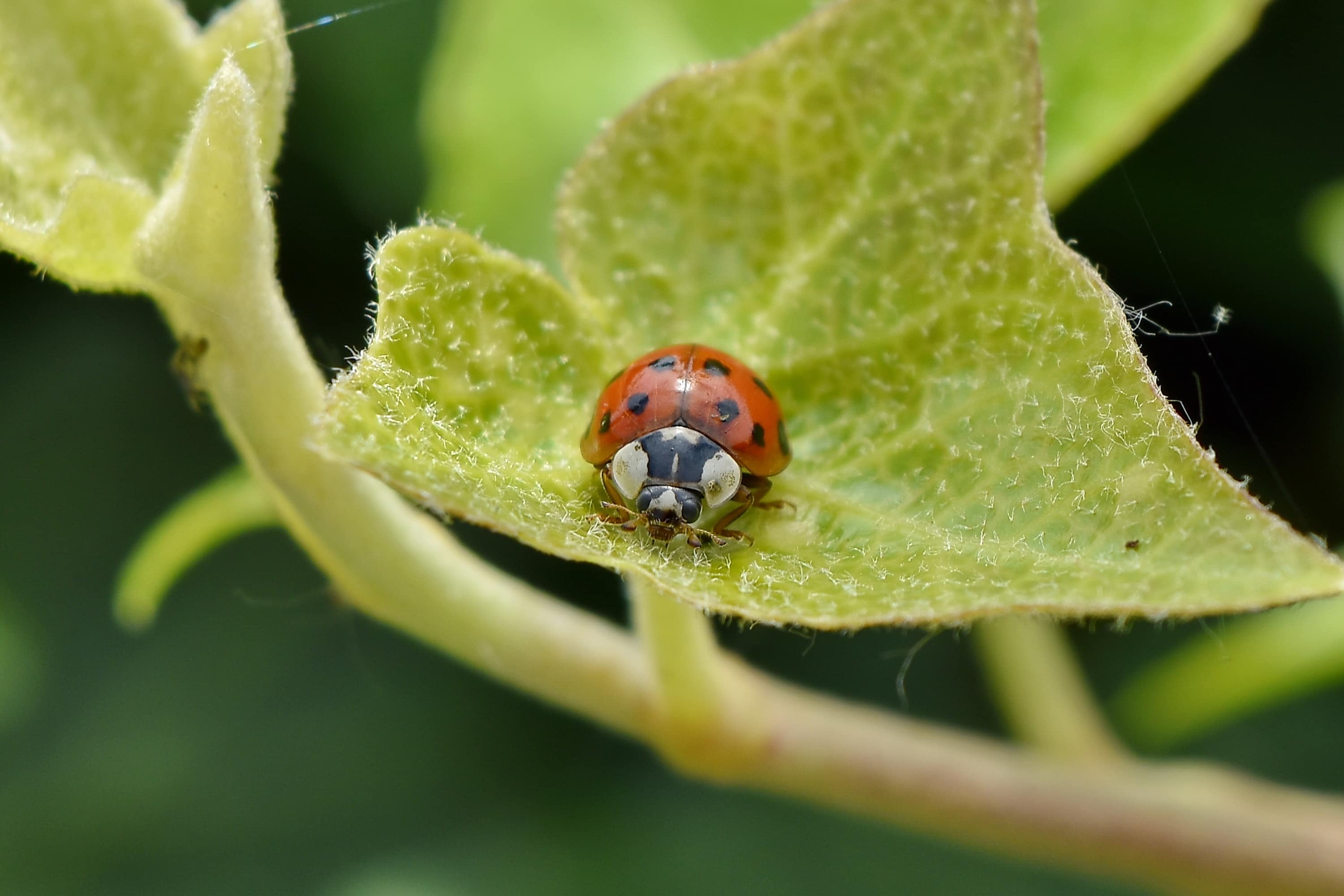 Free Picture Detail Green Leaves Ladybug Garden Arthropod