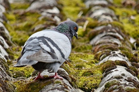lichen, pigeon, roof, animal, nature, bird, beak, outdoors, wildlife, feather