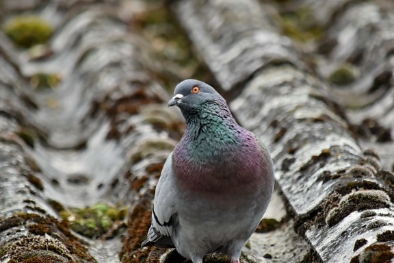 colourful, looking, mossy, pigeon, roof, wildlife, nature, wild, bird, dove