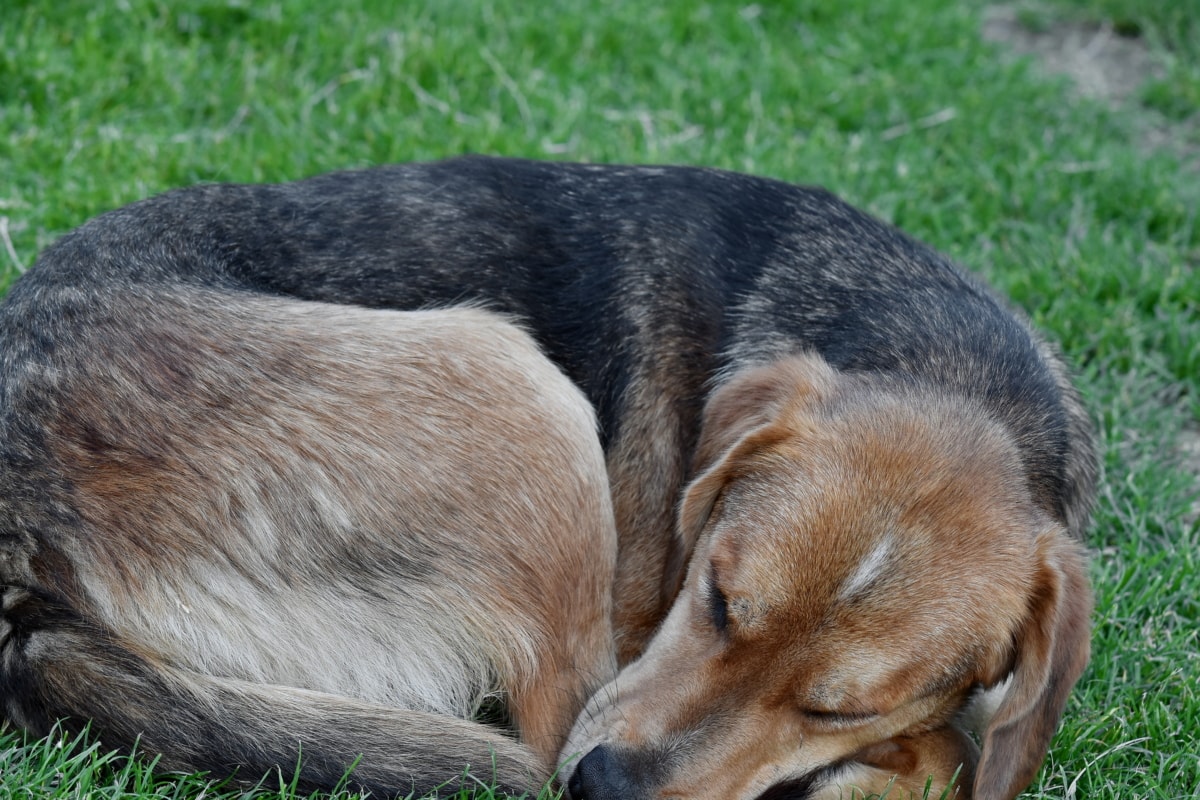 スリープ, 眠っています。, 動物, 犬, かわいい, 狩猟犬, ビーグル, 草, 犬, 猟犬
