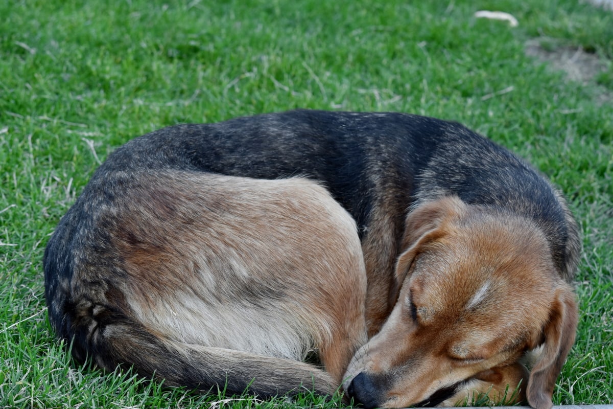 anjing, rumput hijau, Hound, tidur, rumput, anjing, anjing, Manis, hewan, anjing berburu