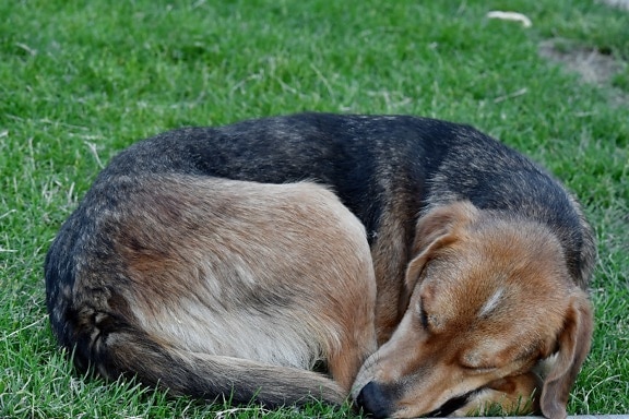 chien, l'herbe verte, chien, dormir, herbe, chiot, canine, mignon, animal, chien de chasse