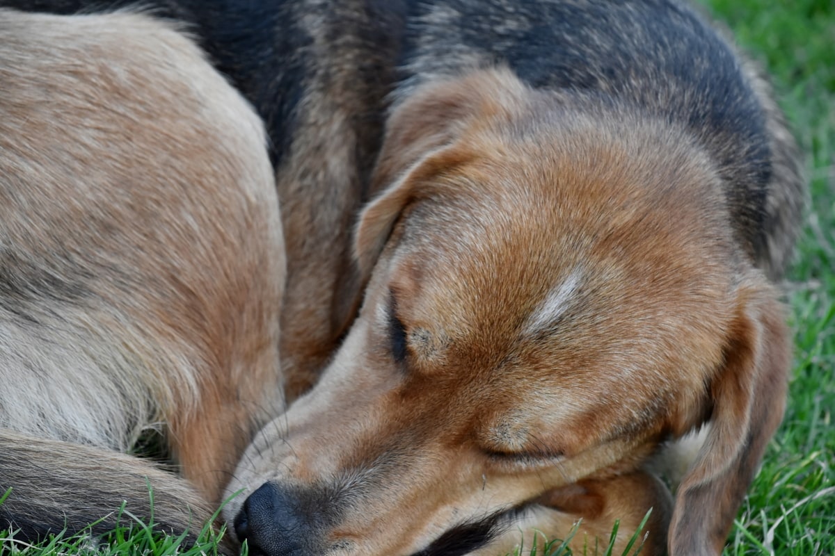 jachthond, slapen, hond, puppy, hoektand, schattig, dier, Bont, natuur, portret