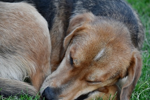 chien de chasse, dormir, chien, chiot, canine, mignon, animal, Fourrure, nature, Portrait