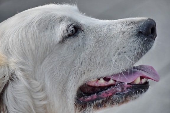 nariz, retrato, Vista lateral, branco, bonito, canino, cão, animal, natureza, olho