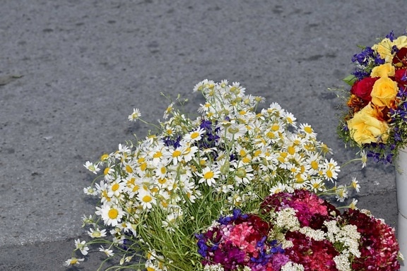 bouquet, bucket, chamomile, herb, nature, flower, daisy, flowers, summer, plant