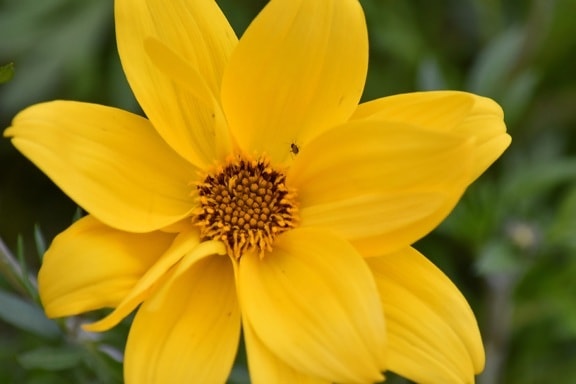 insect, pistil, yellow, plant, flower, summer, nature, blossom, sunflower, petal