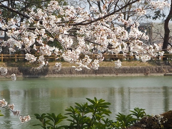 blomsterflor, blomstrende kirsebær, haven, Japan, foråret tid, træ, sæson, parkere, floden, landskab