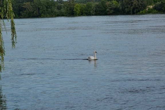 Río, orilla del río, cisne, natación, desierto, flora y fauna, agua, pájaro, junto al lago, Costa