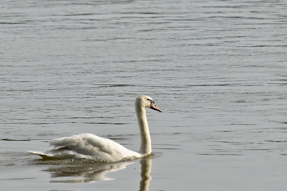 swan, swimming, bird, wading bird, water, aquatic bird, waterfowl, lake, pool, wildlife
