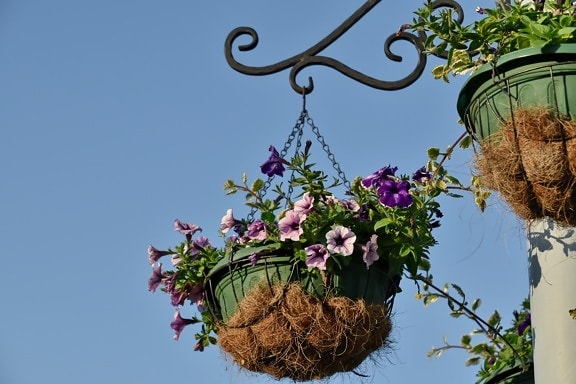 cast iron, flowerpot, still life, pink, flower, nature, leaf, garden, flora, summer