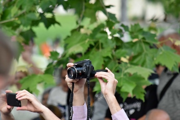 ceremony, crowd, photographer, photography, nature, outdoors, leaf, lens, summer, focus