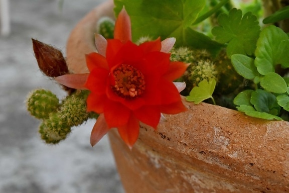 kaktus, květ, Květináč, keramika, červená, terakota, Příroda, list, Flora, zahrada
