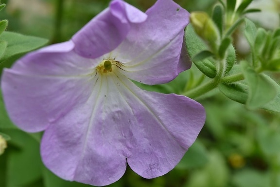 Imagini Cu Wisteria Culoare A080c0