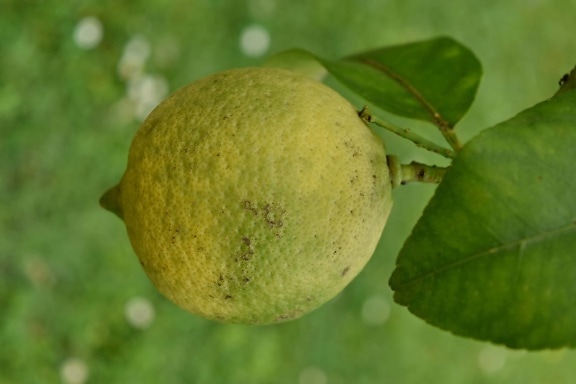 citrus, fruit tree, green leaves, lemon, organic, vitamins, nature, food, produce, leaf
