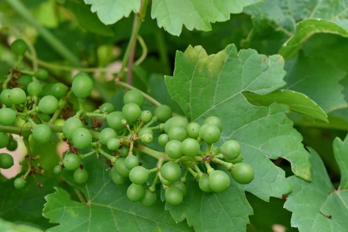 grapes, grapevine, green leaves, growing, growth, organic, vineyard, vine, grape, nature