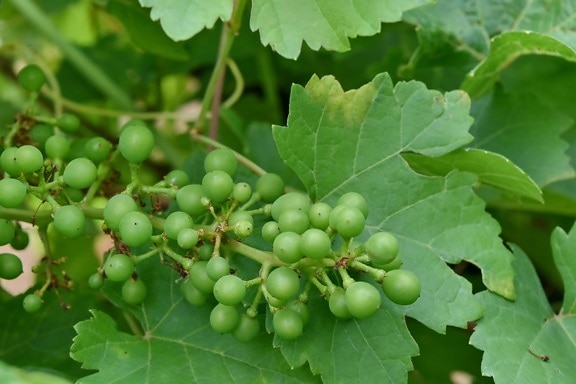 les raisins, Grapevine, feuilles vertes, de plus en plus, croissance, organique, vignoble, vigne, raisin, nature