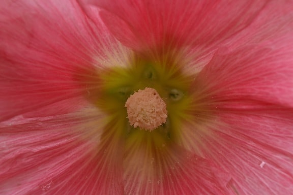 Nectar, roz, polenizare, plante, natura, floare, polen, frunze, luminoase, în aer liber