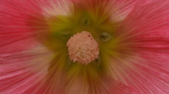 nectar, pinkish, pistil, pollen, plant, flower, nature, bright, leaf, blur