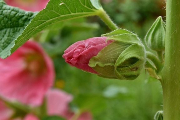 flower bud, flower garden, green leaf, pinkish, nature, leaf, flower, garden, plant, summer
