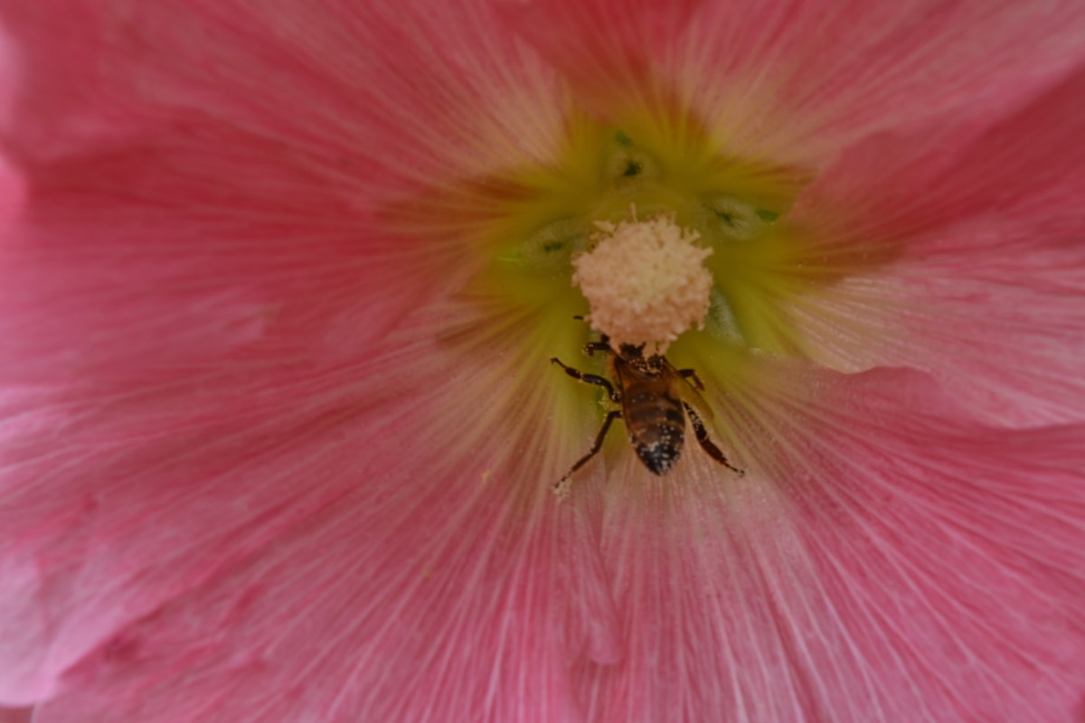 lebah, nektar, serbuk sari, tanaman, bunga, semak, alam, di luar rumah, serangga, musim panas