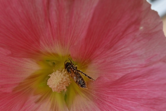 lebah, serangga, nektar, penyerbukan, serbuk sari, tanaman, bunga, alam, semak, flora