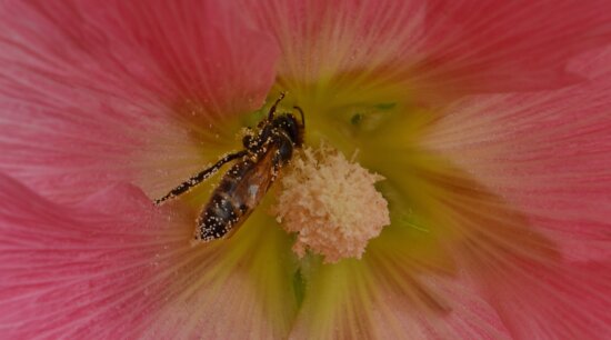 abelha, inseto, néctar, pólen, polinizador, arbusto, flor, planta, natureza, Verão