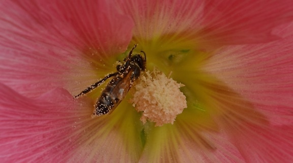 bi, insekt, nektar, pollen, pollinerare, buske, blomma, Anläggningen, naturen, sommar