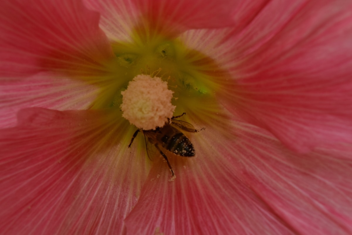 пчела, нектар, плодник, опрашване, растителна, цвете, храст, цветен прашец, природата, на открито