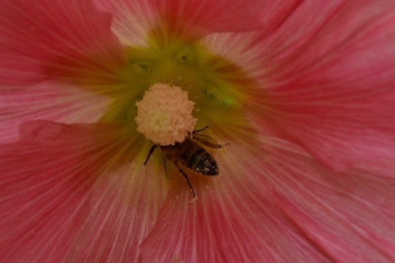 bee, nectar, pistil, pollination, plant, flower, shrub, pollen, nature, outdoors