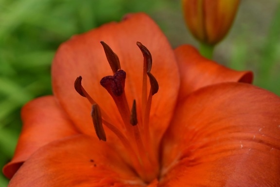 Detail, Gartenbau, Lilie, Stempel, Blume, Anlage, Natur, Blütenblatt, Blatt, Garten