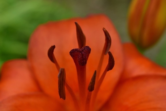 close-up, lily, macro, pistil, pollen, leaf, petal, nature, flower, garden