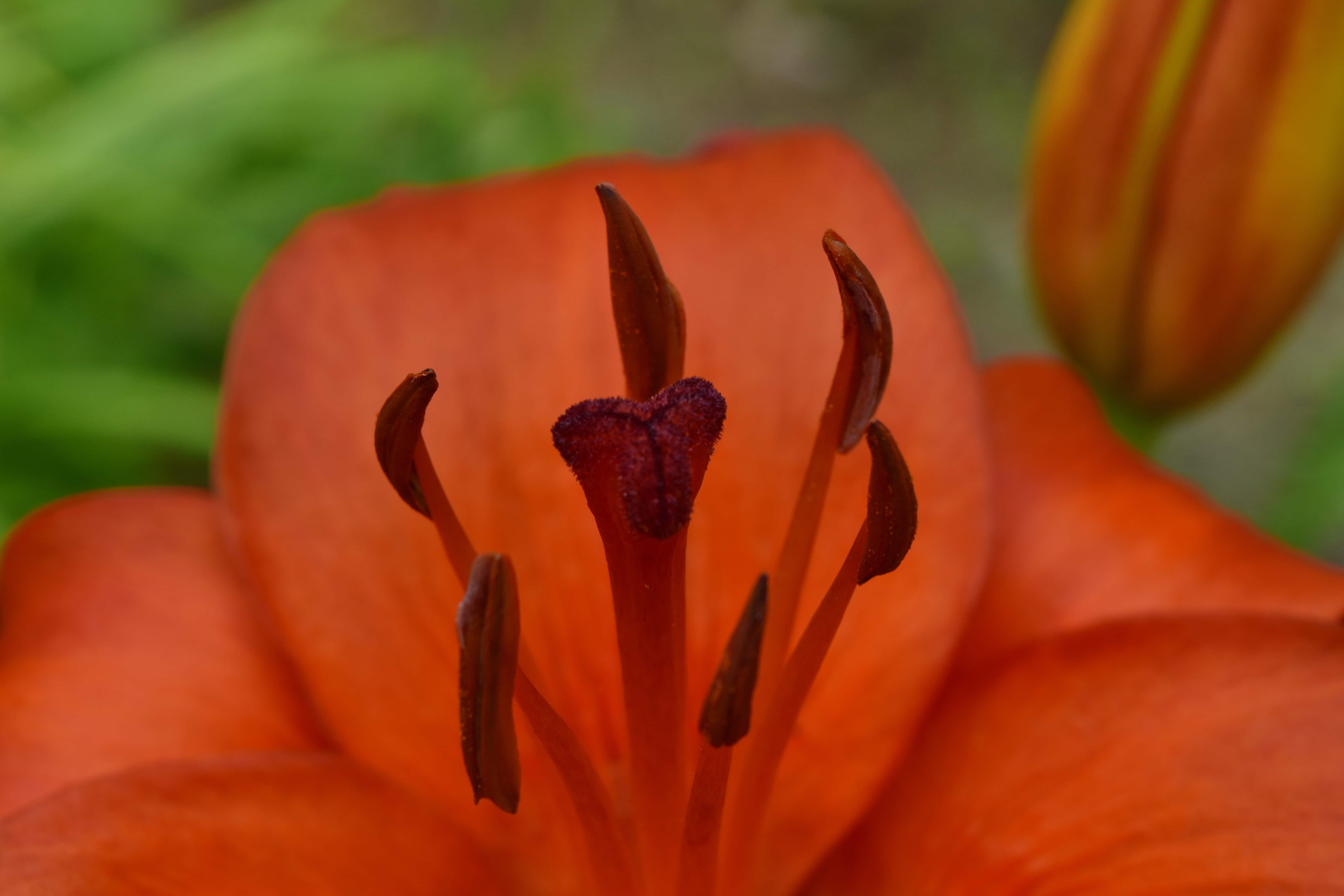 フリー写真画像 エコロジー ユリ 花の蜜 雌しべ 花粉 春 花びら フローラ 花 ガーデン