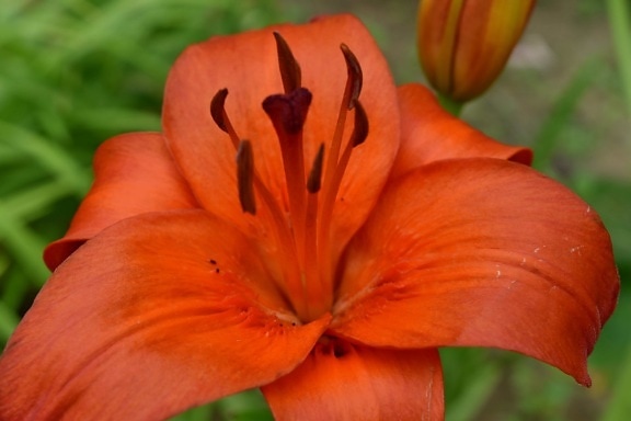 botanic, close-up, detail, horticulture, lily, blossom, garden, nature, flower, flora